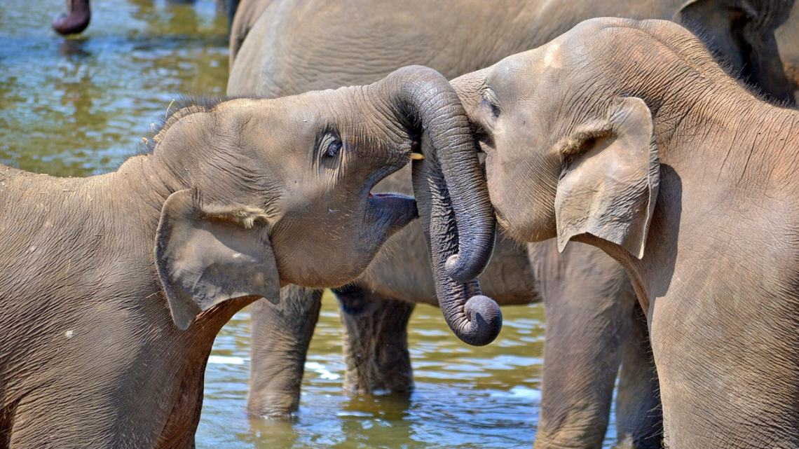 Шрі-Ланка: легенди, океан і вічна краса