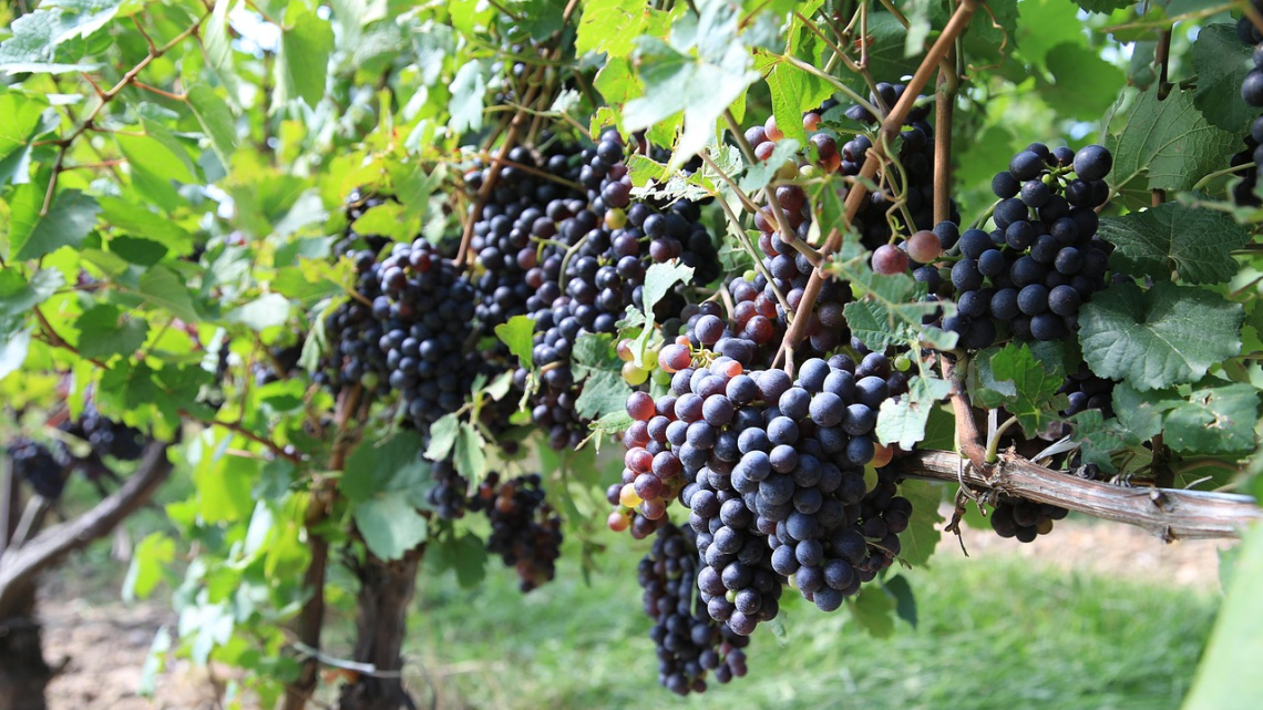 Грузинські канікули: атмосферний Тбілісі, величні гори Казбегі та винна Кахетія