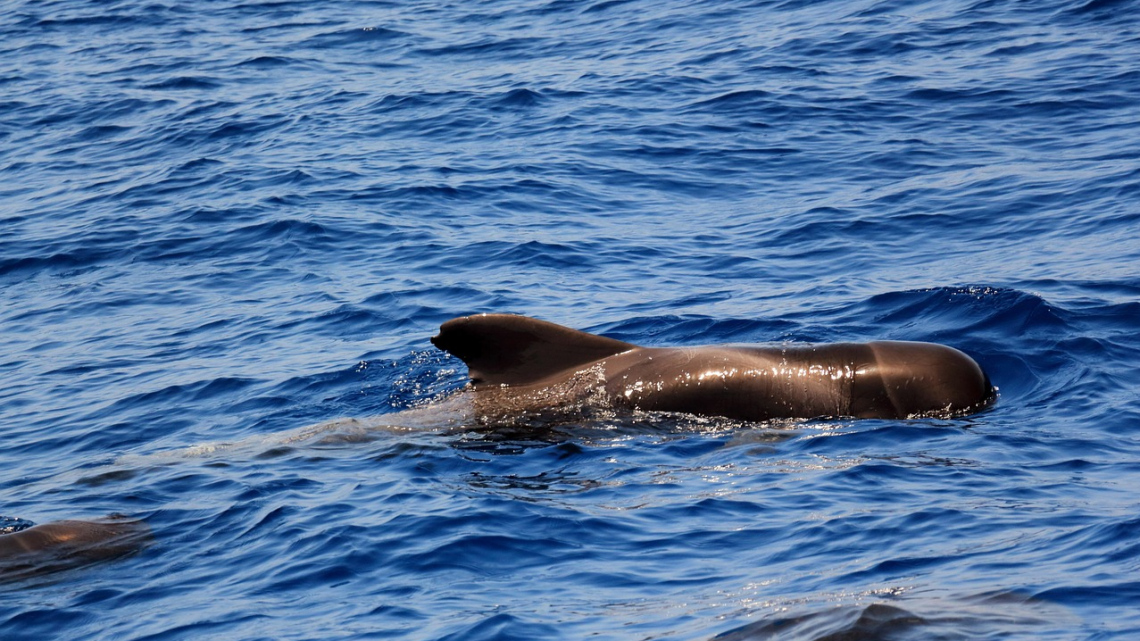 Тенеріфе - острів контрастів