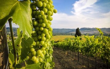 Чарівна та неповторна Грузія в супроводі представника Феєрії