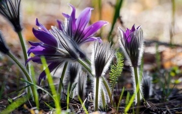Таємниці Трахтемирова. Милуємось першоцвітами