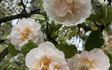 Гарантований тур. Дама з камеліями: озера Італії (8 днів, автобус)